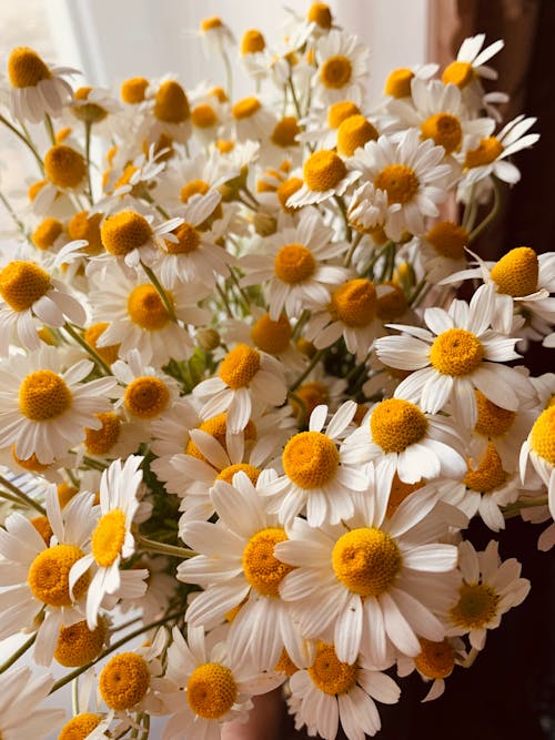 Bunch of White Daisy Flowers
