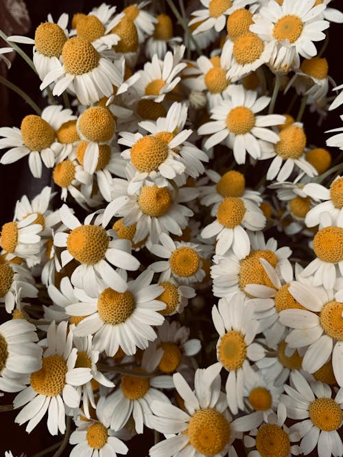 Bunch of White Daisy Flowers in Close Up Photography