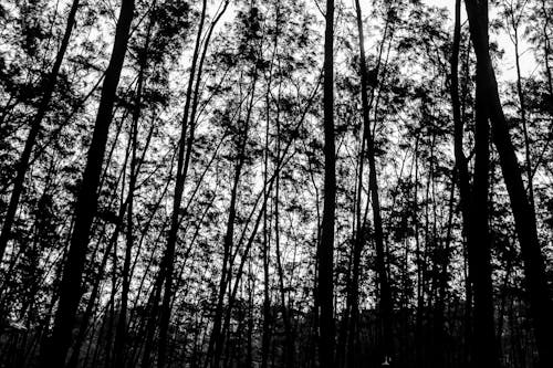 Grayscale Photo of Tall Trees