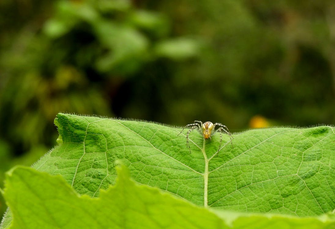 Free stock photo of spider