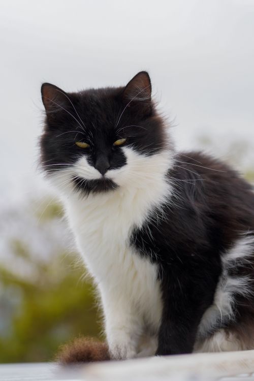 Free Close-up of a fluffy black and white cat with a captivating stare and blurred background. Stock Photo
