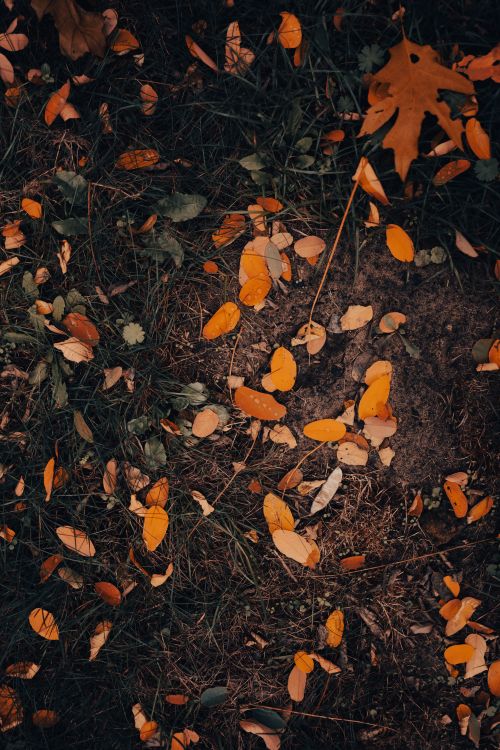 Free Aerial view of orange and brown fall leaves scattered on the earthy ground. Stock Photo