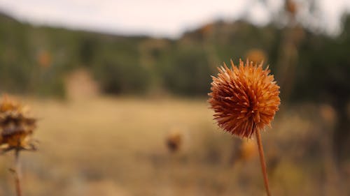 Free stock photo of beauty in nature, dried flower, dried plants