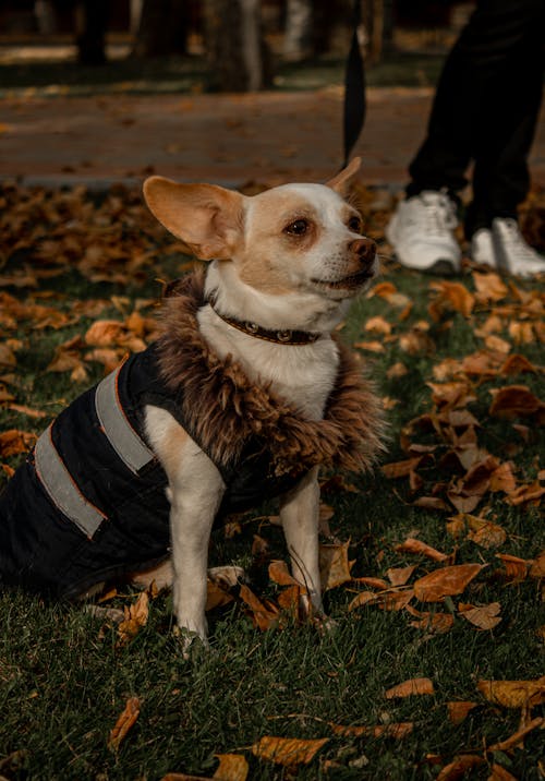 Close-up Photo of Cute Chihuahua