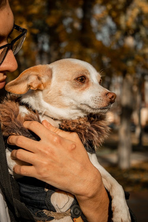 Free Person Holding a Cute Chihuahua Stock Photo