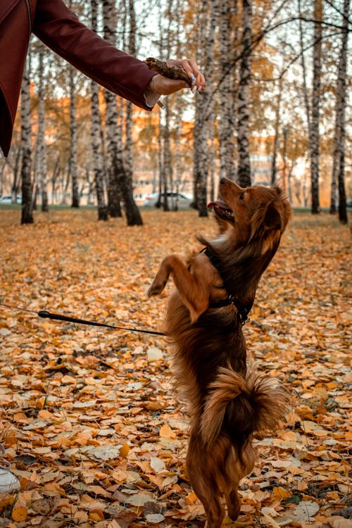 Brown Long Coated Dog Lying on Dried Leaves