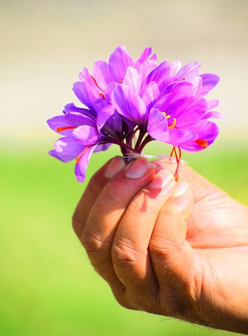 Kostnadsfri bild av blomma, hand, lila