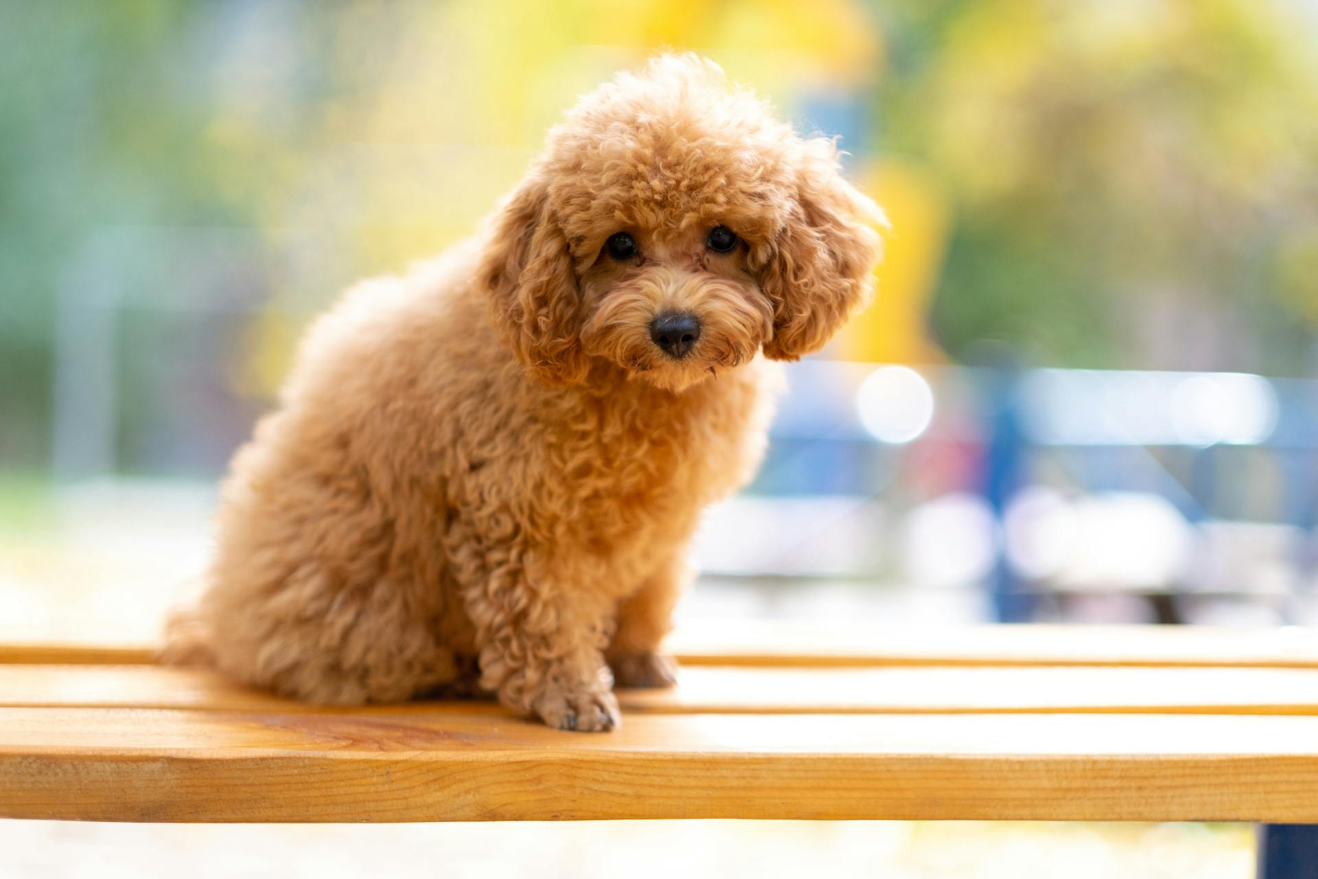 Brown Poodle Puppy on Brown Wooden Surface