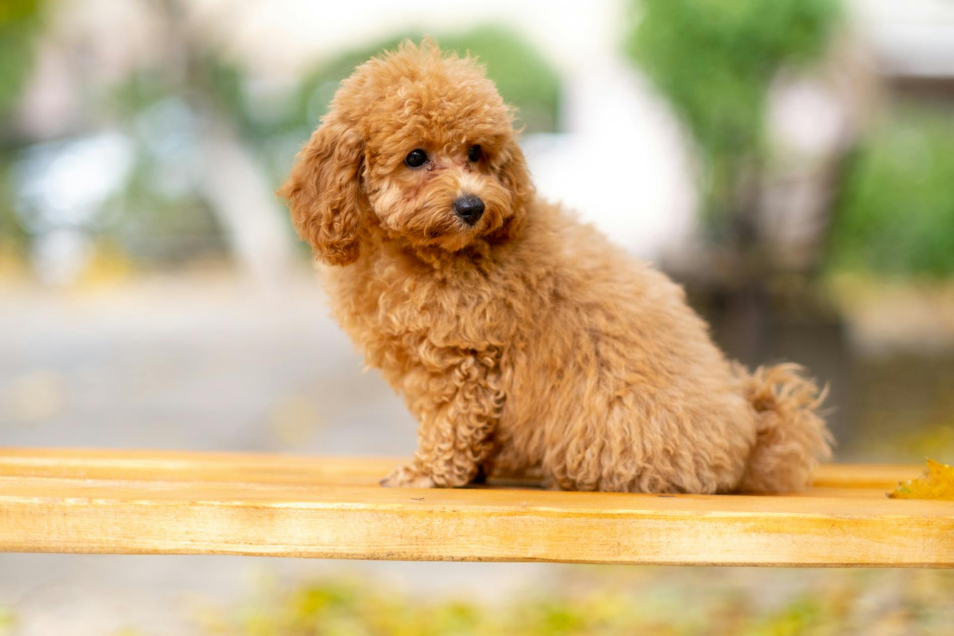 Un caniche brun sur un banc en bois