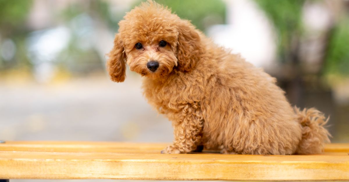 Poodle