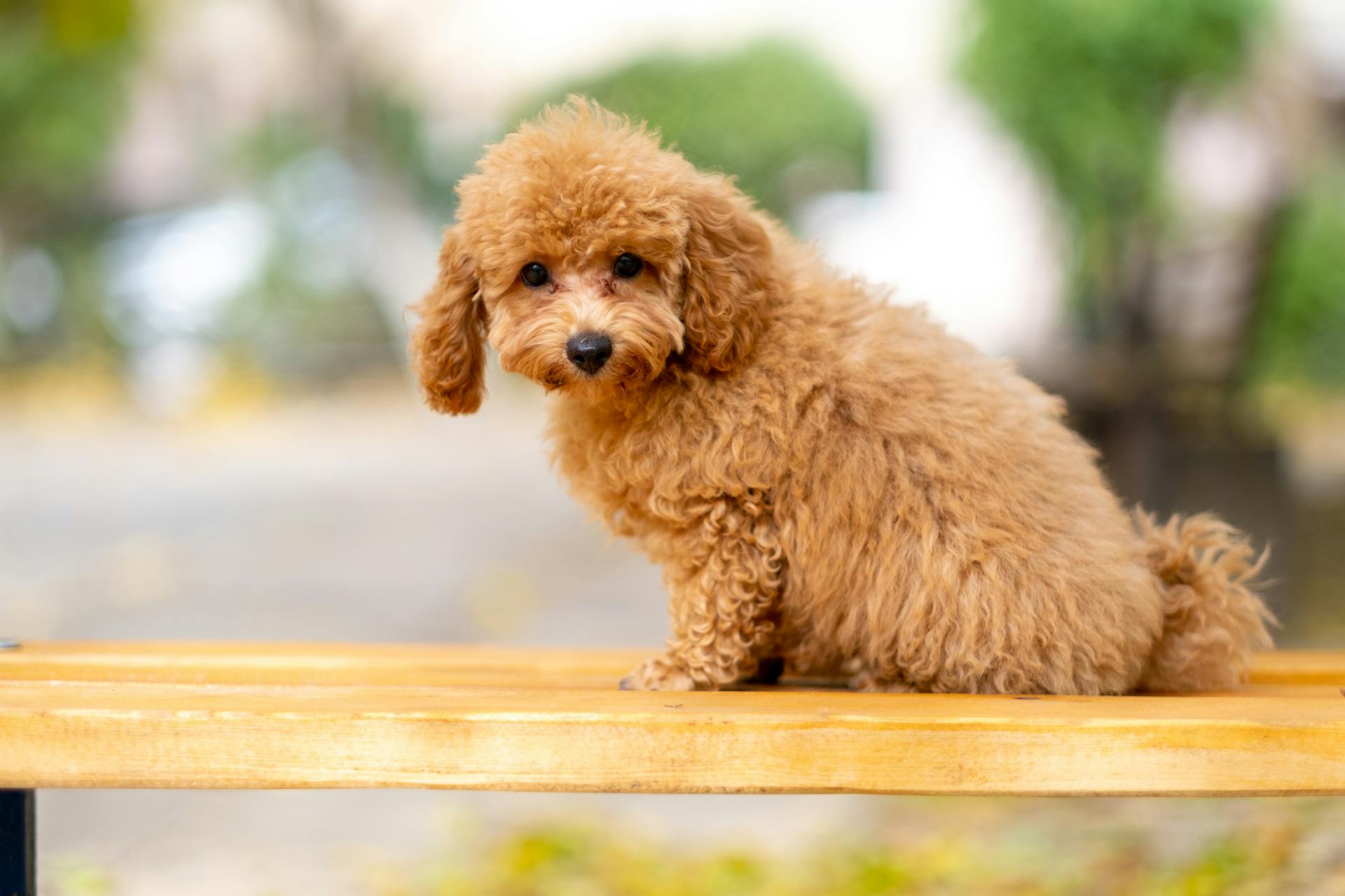 Un caniche brun assis sur une surface en bois