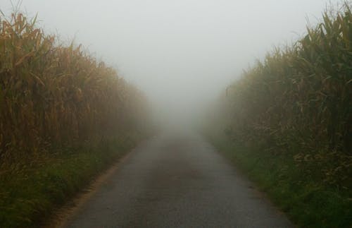Misty Road in Cornfield