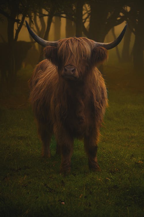 Highland Cattle on Pasture
