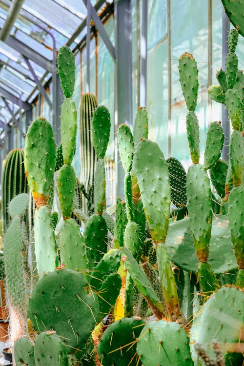 Free Green Cactus Plants Beside a Glass Window Stock Photo