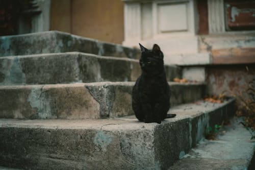 Gratis Fotos de stock gratuitas de escaleras de hormigón, gato negro, sentado Foto de stock