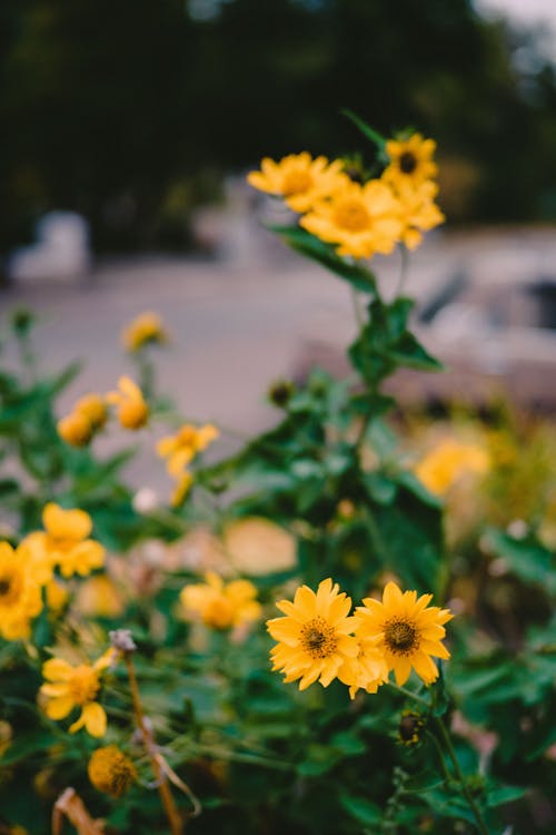 Fotos de stock gratuitas de flora, floración, Flores amarillas