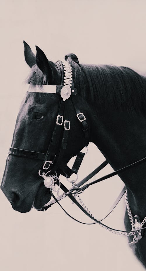 Immagine gratuita di cavallo, cavallo nero, testa di cavallo