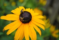 夏季户外，蜜蜂在黄色向日葵上采集花蜜的特写