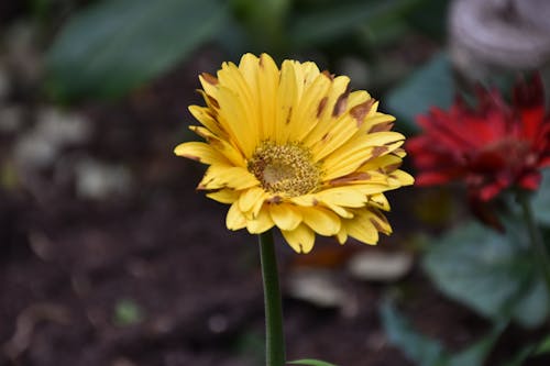 Immagine gratuita di bocciolo, fiore, fiori gialli