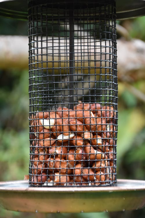Free stock photo of abstract, bird cage, bird feeder