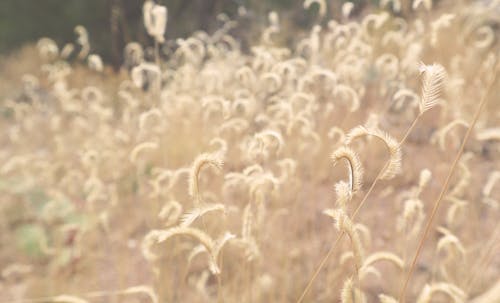 Free stock photo of autumn atmosphere, autumn background, fall