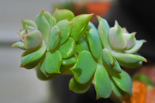 Free stock photo of succulent