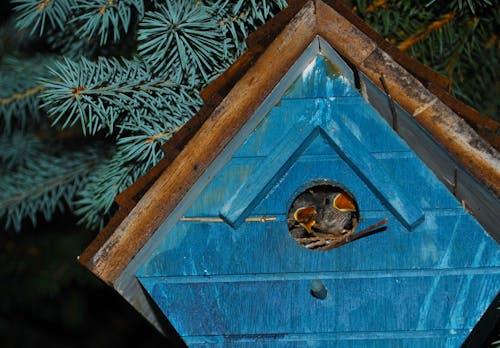 Free stock photo of birdhouse