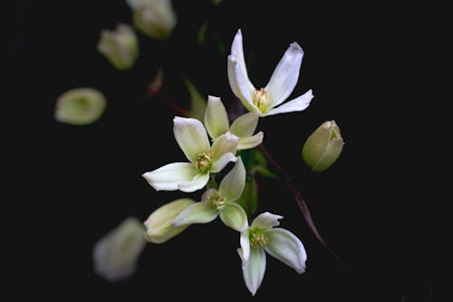 Free stock photo of clematis, flowers, plant