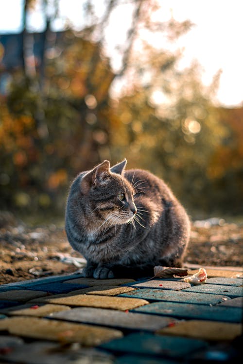 Gray Cat Sitting on the Ground