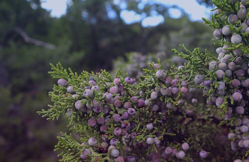 Free stock photo of evergreen, juniper, juniper berries