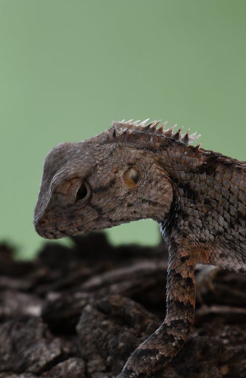 Close-Up Shot of a Lizard 