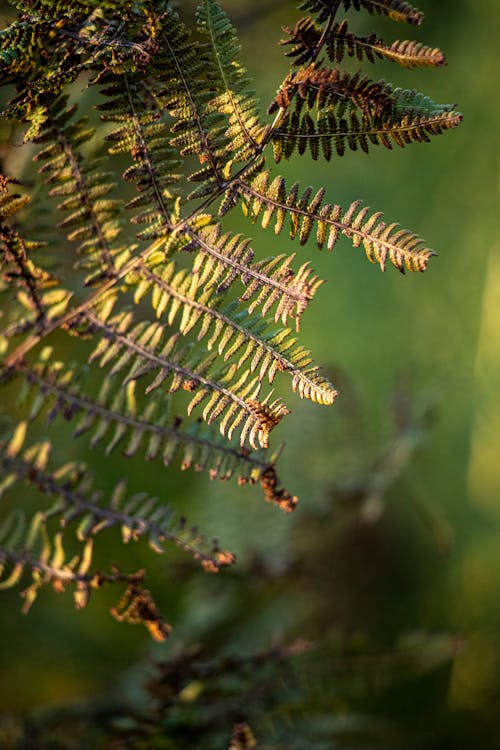 Close-Up Shot of Fern Leaves