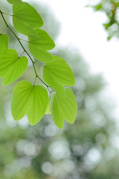 Twig of Green Leaves with Blurred Background