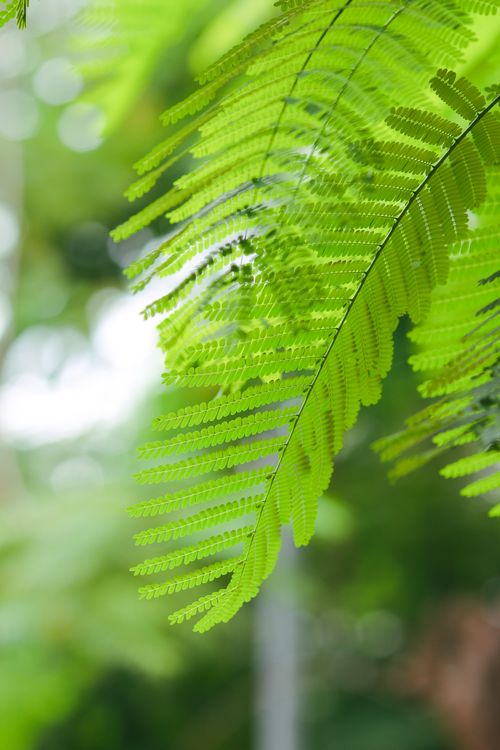 Free Vivid green fern leaves in focus against a blurred background, showcasing natural beauty and tranquility. Stock Photo