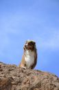 An Australian Shepherd Under the Blue Sky