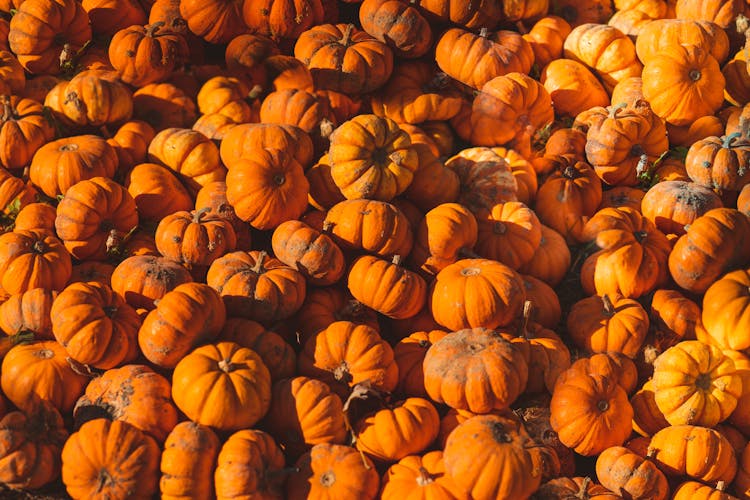 Photo Of Orange Pumpkins 