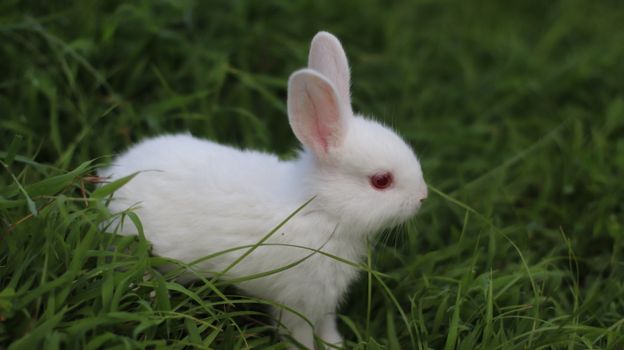 Adorable white rabbit sitting in green grass. Side view close-up with wildlife theme.