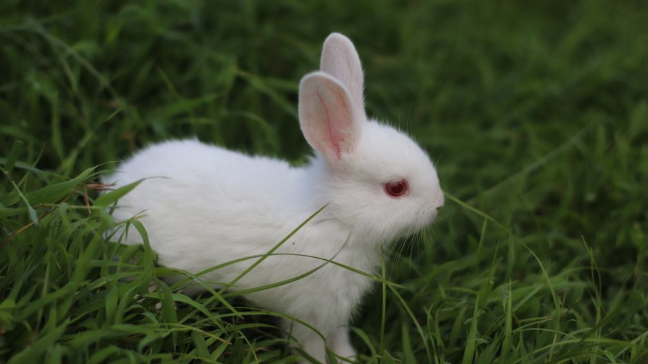 Adorable white rabbit sitting in green grass. Side view close-up with wildlife theme.