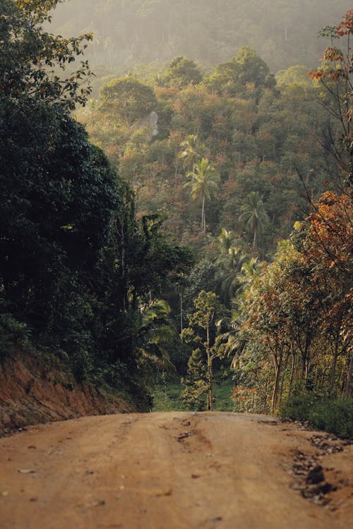 Безкоштовне стокове фото на тему «дерево, дорога, земля»