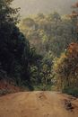 Ground Road Down to Forest
