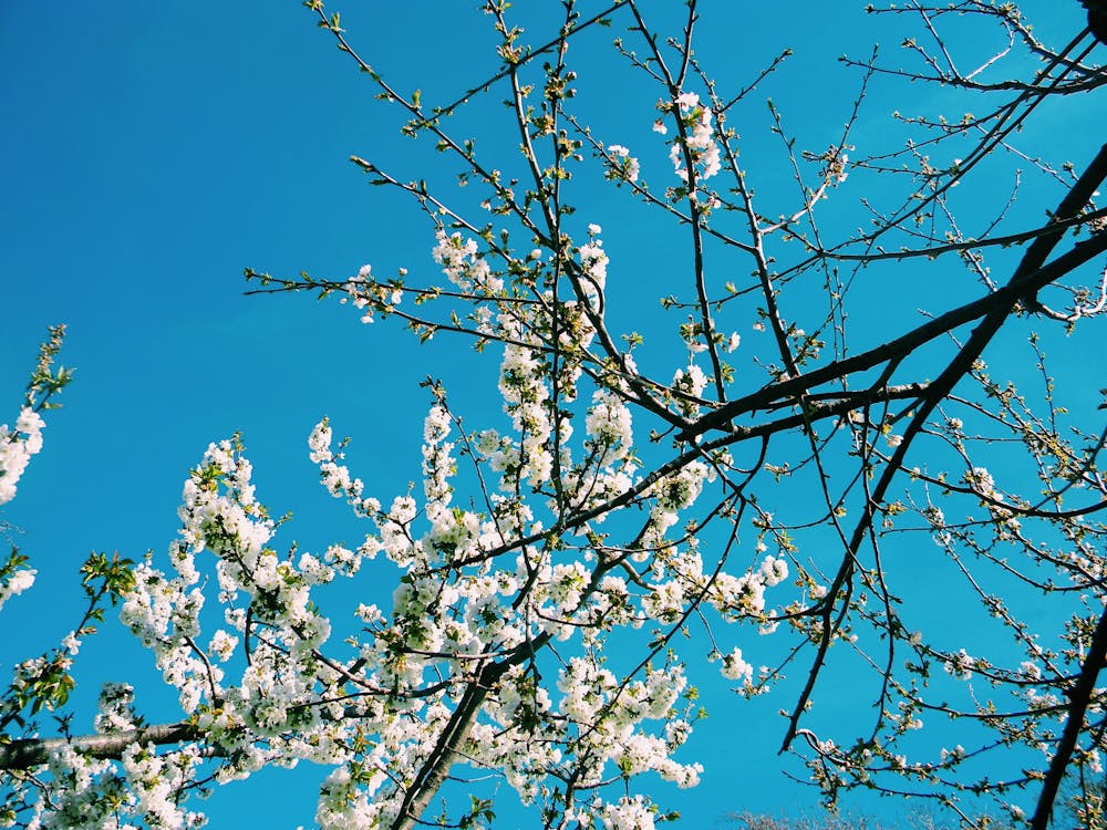 Kostenloses Stock Foto zu baum, blumen, frühlingsblume