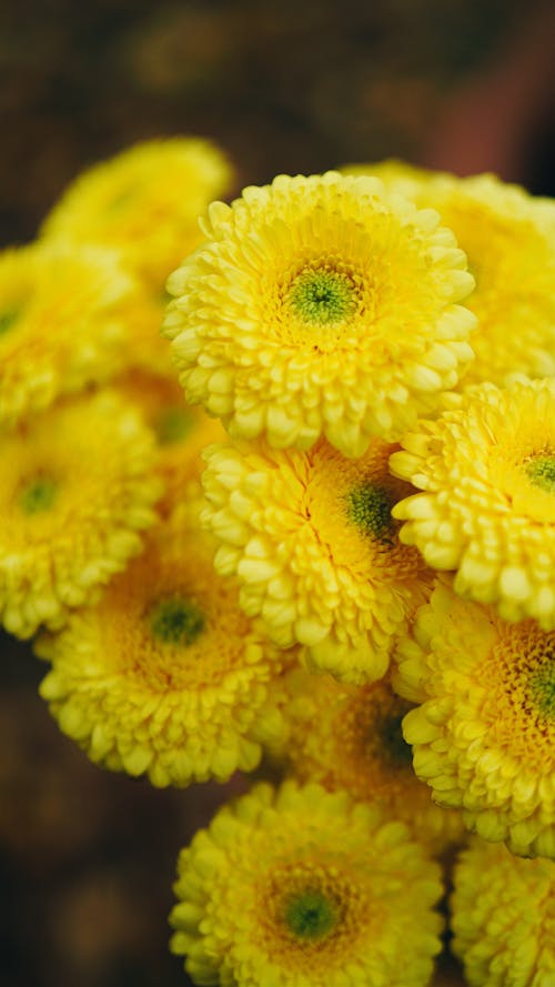 Close-Up View of Yellow Flowers