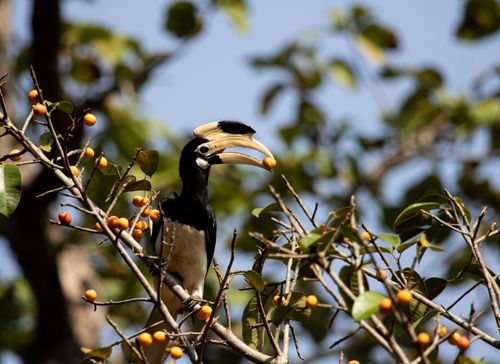 Free Oriental Pied Hornbill perched on a branch amidst vibrant fruits and leaves. Stock Photo