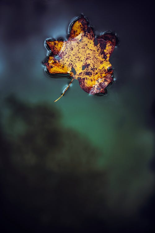 Darmowe zdjęcie z galerii z atmosfera de outono, jesień, latający