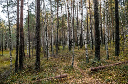 Gratis stockfoto met Bos, grasachtig, grote bomen