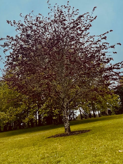 Foto stok gratis alam, kertas dinding, pohon yang indah