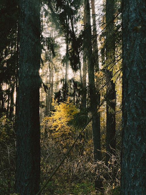 Tall Trees in the Forest