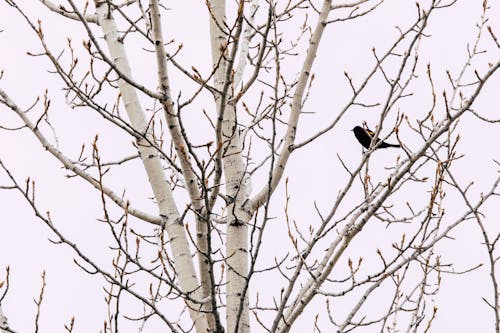Black Bird on Gray Bare Tree