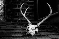 一张带有鹿角的鹿头骨黑白图像出现在屋顶上，营造出令人毛骨悚然的恐怖气氛