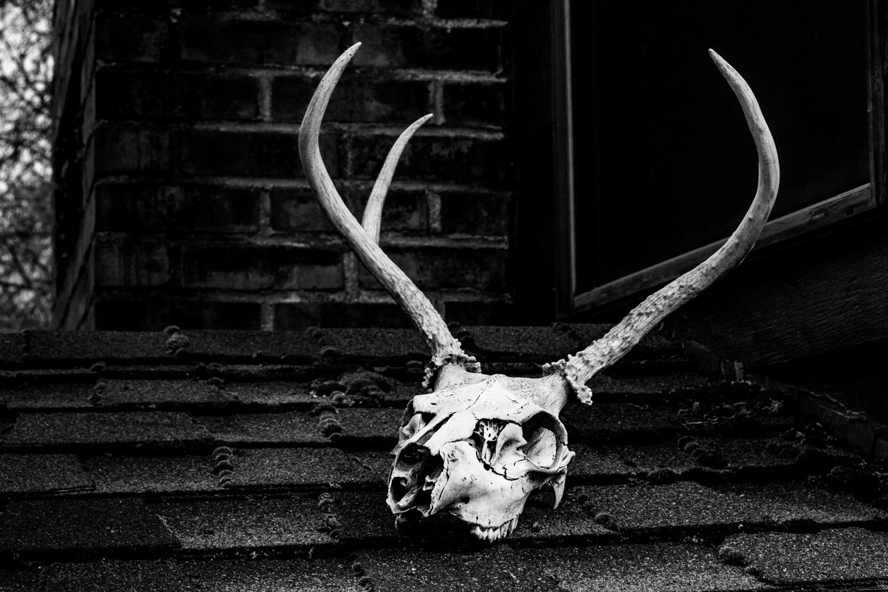 black and white image of a deer skull with antlers on a rooftop evokin
